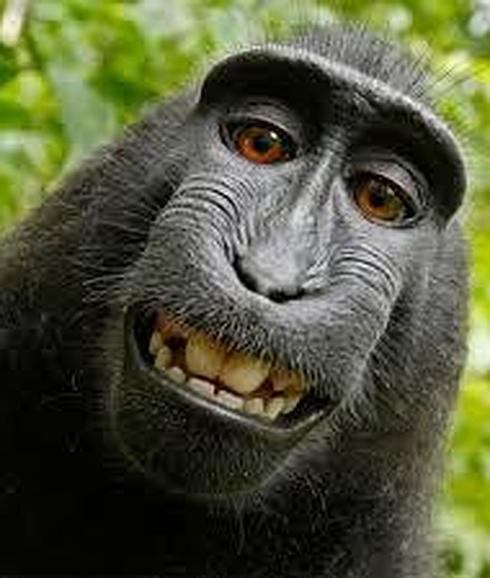 Imagen del macaco que ha dado la vuelta al mundo