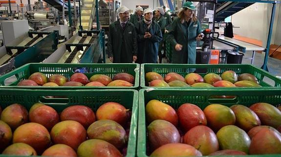 Cajas de mangos preparados para su comercialización en la sede de Frutas Montosa en Almayate. 
