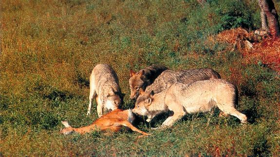 Una manada de lobos devora a un cérvido al que acaban de abatir en el monte 