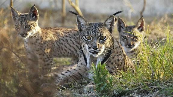 Ejemplares de lince ibérico nacidos en el centro de cria en cautividad El Acebuche, en Doñana.
