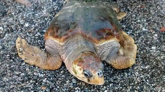 La tortuga tenía varias heridas por el impacto con una hélice 