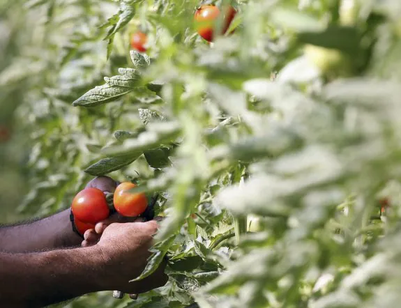 La piel de tomate esconde múltiples usos comerciales. :: crónica
