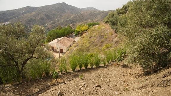 Ejemplares de vetiver, en la vivienda de David y Ana en Sayalonga.