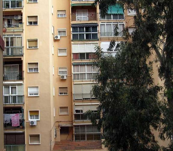 Los vecinos denuncian que no pueden tener plantas en sus ventanas porque la sombra del árbol impide su desarrollo.