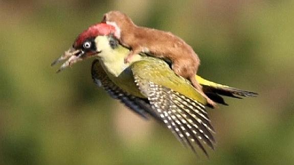 El increíble vuelo de una comadreja a lomos de un pájaro carpintero