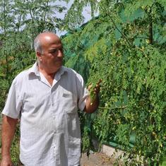 Leovigildo Martín es uno de los impulsores del cultivo.