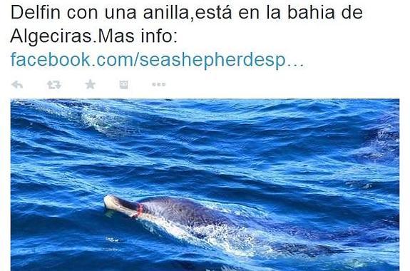 SOS para salvar a un delfín con una argolla en la boca que le impide comer