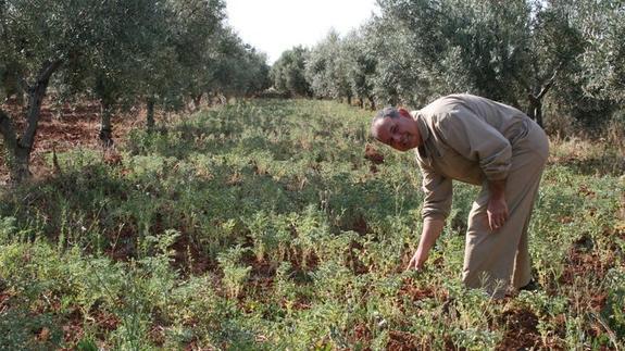 Un agricultor señala el escaso tamaño y color de los garbanzos. 