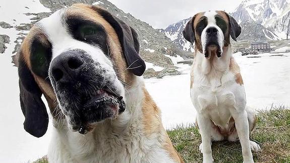 En Suiza comen perros