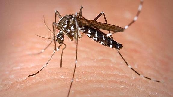 Fuerte olor corporal, sobrepeso y determinados perfumes, claves para convertirse en menú del mosquito tigre