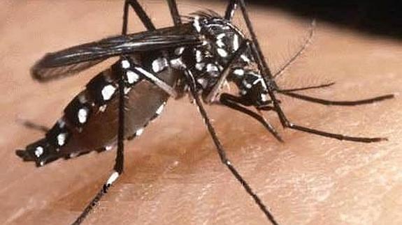 ¿Sirve la citronella para ahuyentar a los mosquitos tigre?