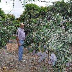 El agricultor Eloy Cuadras, de Algarrobo, observa los mangos de su plantación.
