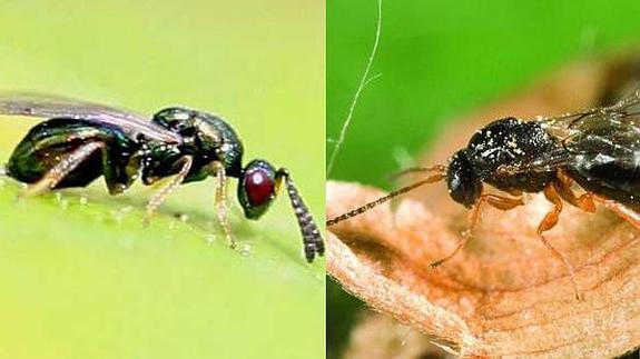 La avispa Torymus sinensis, frente a la avispilla del castaño, Dryocosmus kuriphilus.