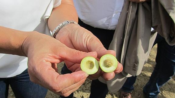 La técnica de recogida del ‘verdeo’ es más compleja pero permite conservar mejor el producto para su venta.