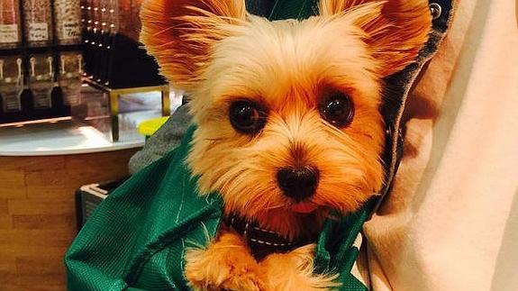 Marta Torné, rota de dolor por la muerte de su perro Rufus