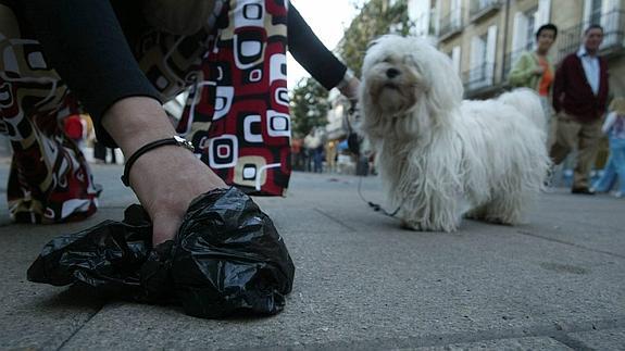 En Málaga hay censados unos 80.000 perros. 