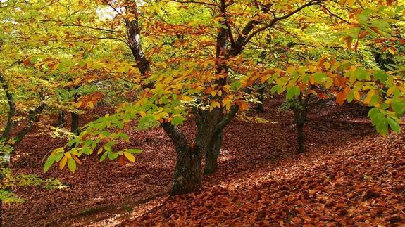 La primavera de cobre del Valle del Genal