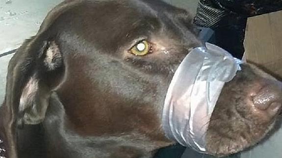 Imagen del perro con la cinta aislante en el hocico que ha desatado la ira de los usuarios.