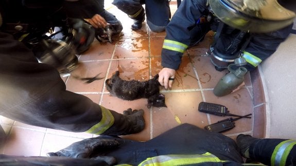 El fuego no afectó a los okupas, pero sí a cuatro de sus gatos. :: a. g.