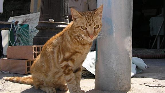 Mijas contará con cuidadores para dar de comer a las colonias de gatos callejeros