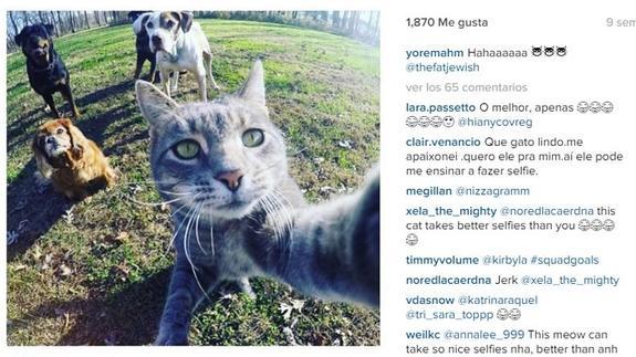 El gato que 'se hace' sus propios selfies y revoluciona Instagram