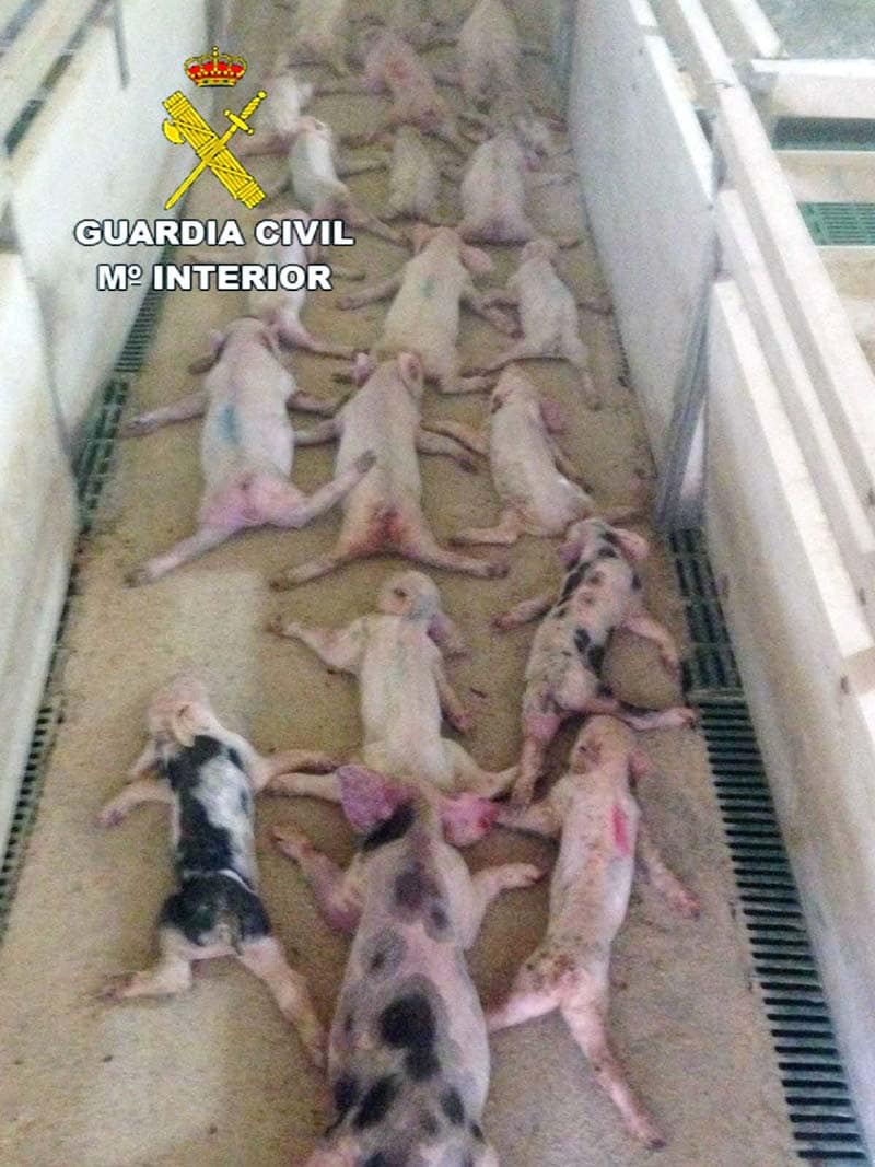 Fotografía cedida por la Guardia Civil de los 19 lechones muertos en una explotación porcina en Huércal-Overa