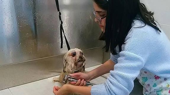 Autolavado a mano… para perros