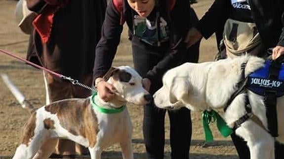 Más de cien familias participan en la primera quedada con perros de #LaManadaCanina