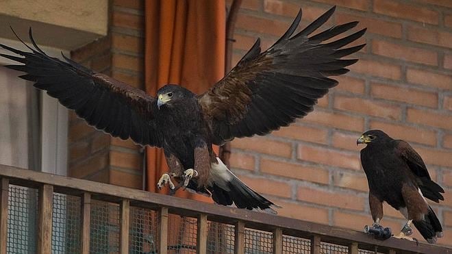 Dos águilas hacen su nido de amor en Málaga | Diario Sur