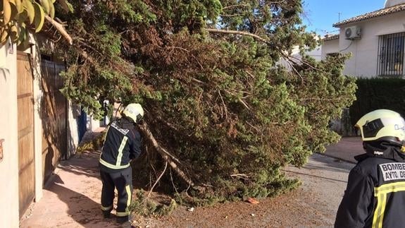 Un árbol caído por la fuerza del viento en la Costa. 