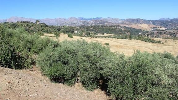 Terrenos en la zona de la Casa Rúa donde se proyecta un hotel de lujo y viviendas. 