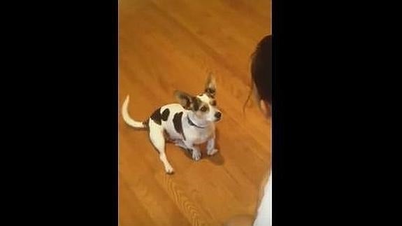 ¿Se puede enseñar a un perro a decir miau?
