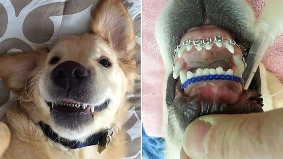 El cachorro con 'brackets' que enamora y arrasa en Internet