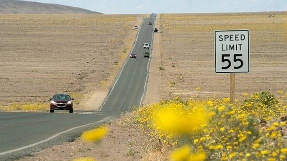 Las flores dan una imagen insólita al árido valle de la Muerte en Estados Unidos. 