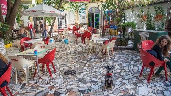 El perro Colega que viaja por toda España junto a su dueña, Micaela de la Maza, la creadora de la aplicación Sr. Perro