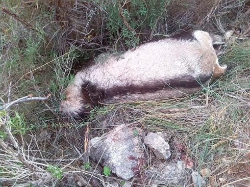 Denuncian un repunte de la caza furtiva de cabras monteses en el paraje de Maro
