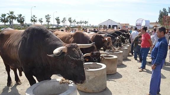 La fiesta cuenta con diversas actividades.