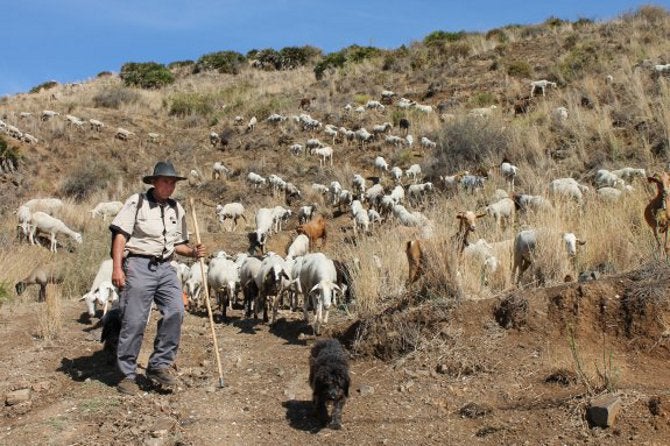 La petición de la COAG Málaga pasa por la prohibición de quads y motocicletas en aquellos lugares donde los animales estén pastando.