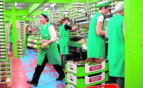 La productora de subtropicales Trops destina al Reino Unido aproximadamente el 20% de sus ventas de aguacate al exterior. 