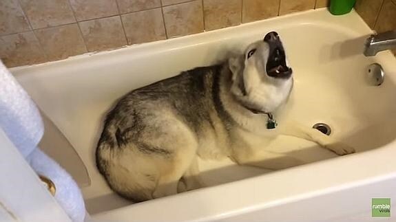 El enfado de un husky que no quiere salir de la bañera se vuelve viral
