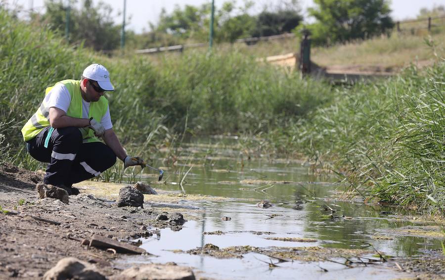 Un técnico municipal comprueba la existencia de larvas en las aguas estancadas del río Guadalhorce