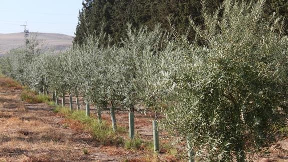 Plantación en seto de olivos de tronco fino y copa ‘a lo alto’. 