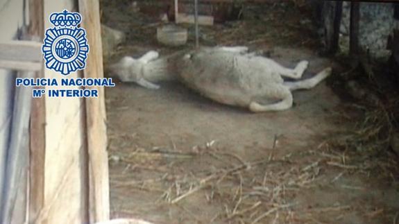 Detenido por maltratar a 19 perros y 7 ovejas en un cortijo de Benagalbón