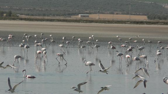 La falta de agua frena la reproducción de los flamencos en Fuente de Piedra