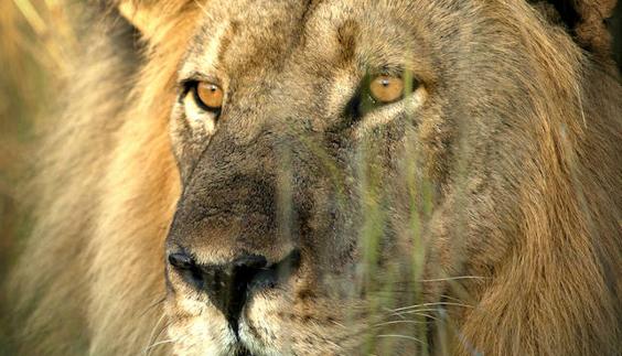 Una de las fotografías de ‘Cecil’ tomadas por Brent Stapelkamp, que lo siguió y estudió sus costumbres durante años. 