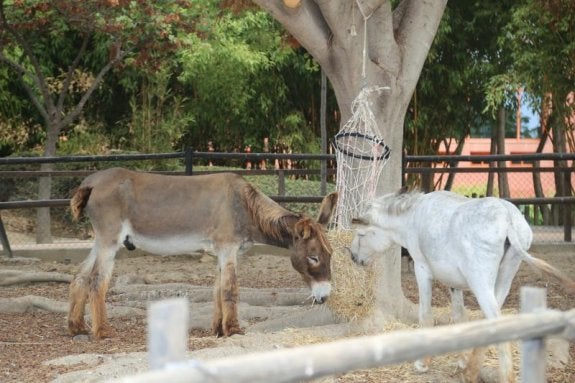EL PARQUE DE LA PALOMA ADOPTA A DOS BURROS ABANDONADOS