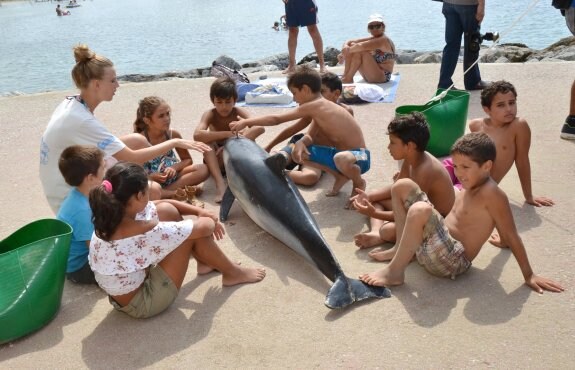 La monitoria explica como deben rescatar a un delfín varado. 
