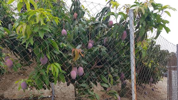 Comienza la campaña del mango, el segundo cultivo tropical más pujante |  Diario Sur