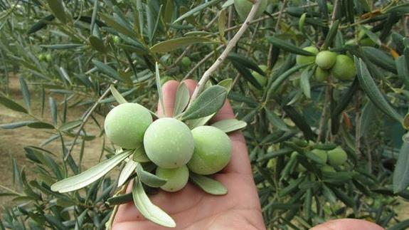 Se trata de una de las aceitunas más codiciadas en el mercado.