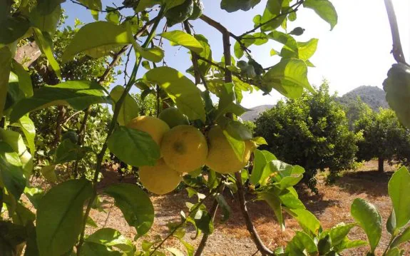 Plantación de limón en el valle de Benamargosa, en la comarca de la Axarquía. :: sur
